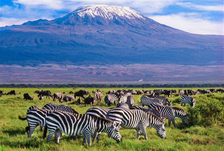 Amboseli’s Giants: Tracking Elephants Beneath Kilimanjaro
